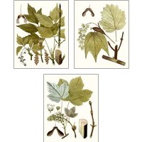 Framed 'Maple Leaves 3 Piece Art Print Set' border=