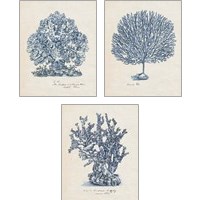 Framed 'Sea Coral Study 3 Piece Art Print Set' border=