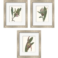 Framed 'Orchid Display 3 Piece Framed Art Print Set' border=