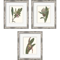 Framed 'Orchid Display 3 Piece Framed Art Print Set' border=