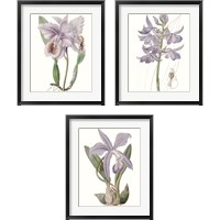 Framed Lavender Beauties 3 Piece Framed Art Print Set