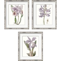 Framed 'Lavender Beauties 3 Piece Framed Art Print Set' border=