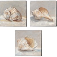 Framed 'Impressionist Shell Study 3 Piece Canvas Print Set' border=