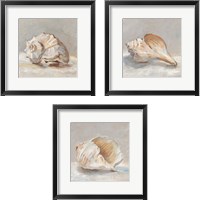 Framed Impressionist Shell Study 3 Piece Framed Art Print Set