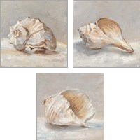 Framed Impressionist Shell Study 3 Piece Art Print Set