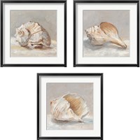 Framed Impressionist Shell Study 3 Piece Framed Art Print Set