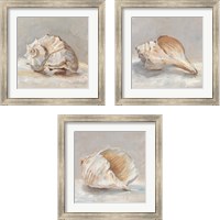 Framed 'Impressionist Shell Study 3 Piece Framed Art Print Set' border=