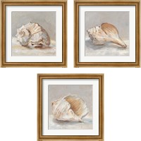 Framed 'Impressionist Shell Study 3 Piece Framed Art Print Set' border=