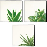 Framed 'Succulent Simplicity 3 Piece Canvas Print Set' border=