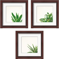 Framed Succulent Simplicity 3 Piece Framed Art Print Set