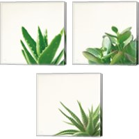 Framed Succulent Simplicity 3 Piece Canvas Print Set