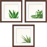 Framed Succulent Simplicity 3 Piece Framed Art Print Set