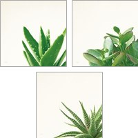 Framed 'Succulent Simplicity 3 Piece Art Print Set' border=