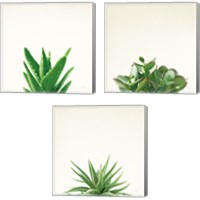 Framed 'Succulent Simplicity 3 Piece Canvas Print Set' border=