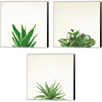 Framed Succulent Simplicity 3 Piece Canvas Print Set