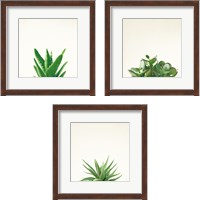 Framed 'Succulent Simplicity 3 Piece Framed Art Print Set' border=