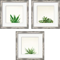 Framed Succulent Simplicity 3 Piece Framed Art Print Set