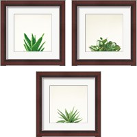 Framed Succulent Simplicity 3 Piece Framed Art Print Set