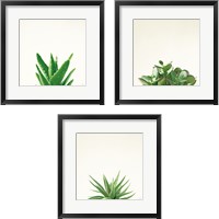 Framed 'Succulent Simplicity 3 Piece Framed Art Print Set' border=