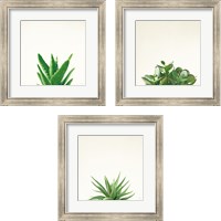 Framed 'Succulent Simplicity 3 Piece Framed Art Print Set' border=