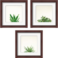 Framed 'Succulent Simplicity 3 Piece Framed Art Print Set' border=