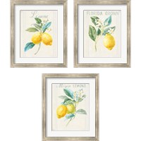 Framed Floursack Lemon 3 Piece Framed Art Print Set