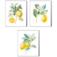 Framed Floursack Lemon on White 3 Piece Canvas Print Set