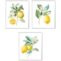 Framed 'Floursack Lemon on White 3 Piece Canvas Print Set' border=