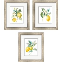Framed 'Floursack Lemon on White 3 Piece Framed Art Print Set' border=
