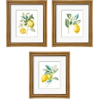 Framed Floursack Lemon on White 3 Piece Framed Art Print Set
