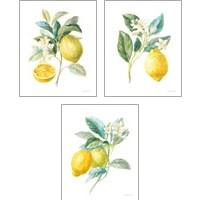 Framed Floursack Lemon on White 3 Piece Art Print Set
