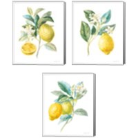 Framed 'Floursack Lemon on White 3 Piece Canvas Print Set' border=