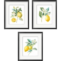 Framed Floursack Lemon on White 3 Piece Framed Art Print Set