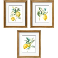 Framed 'Floursack Lemon on White 3 Piece Framed Art Print Set' border=