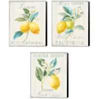 Framed 'Floursack Lemon 3 Piece Canvas Print Set' border=