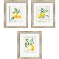 Framed Floursack Lemon 3 Piece Framed Art Print Set