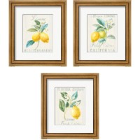 Framed Floursack Lemon 3 Piece Framed Art Print Set