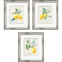 Framed Floursack Lemon 3 Piece Framed Art Print Set