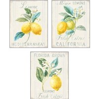 Framed 'Floursack Lemon 3 Piece Art Print Set' border=