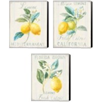 Framed 'Floursack Lemon 3 Piece Canvas Print Set' border=