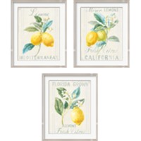 Framed 'Floursack Lemon 3 Piece Framed Art Print Set' border=