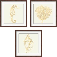 Framed Coastal Breese Shell Sketches 3 Piece Framed Art Print Set