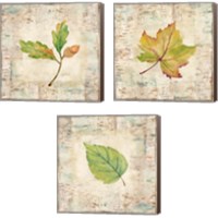Framed 'Nature Walk Leaves 3 Piece Canvas Print Set' border=