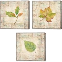 Framed 'Nature Walk Leaves 3 Piece Canvas Print Set' border=