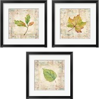 Framed 'Nature Walk Leaves 3 Piece Framed Art Print Set' border=