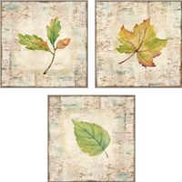 Framed 'Nature Walk Leaves 3 Piece Art Print Set' border=
