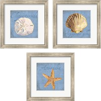 Framed 'Oceanum Shells Blue 3 Piece Framed Art Print Set' border=