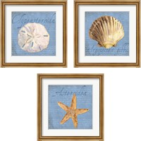 Framed 'Oceanum Shells Blue 3 Piece Framed Art Print Set' border=