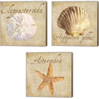 Framed 'Oceanum Shells Beige 3 Piece Canvas Print Set' border=