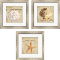 Framed Oceanum Shells Beige 3 Piece Framed Art Print Set